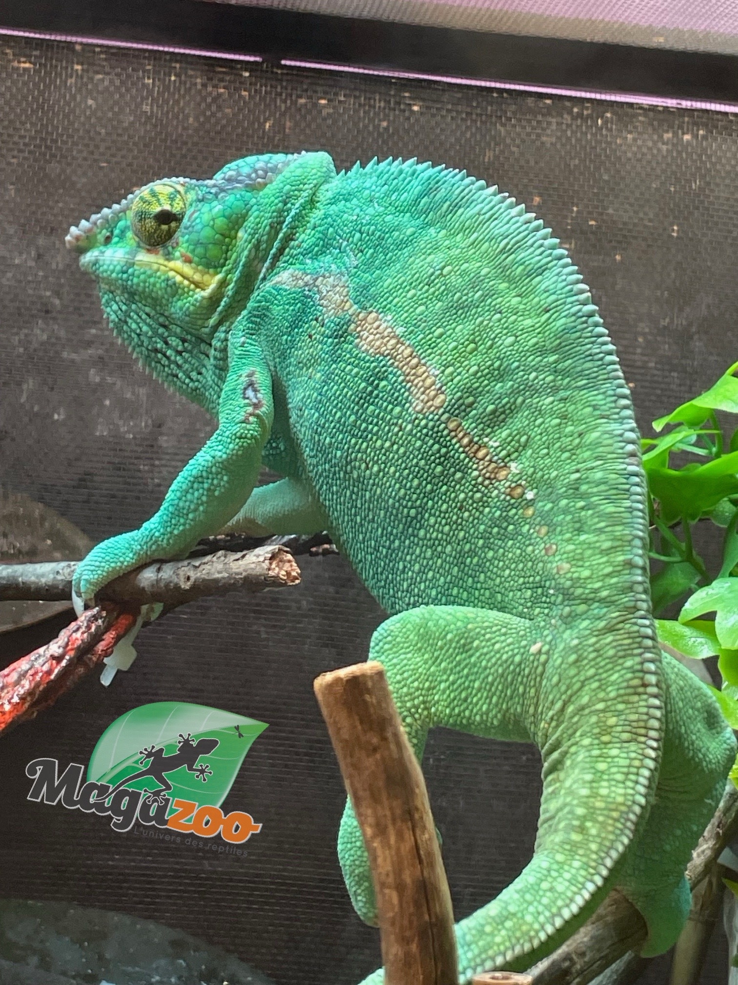 Magazoo Nosy Be Male 2 years old  Chameleon Panther / Second chance adoption