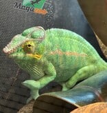 Magazoo Nosy Be Male 2 years old  Chameleon Panther / Second chance adoption