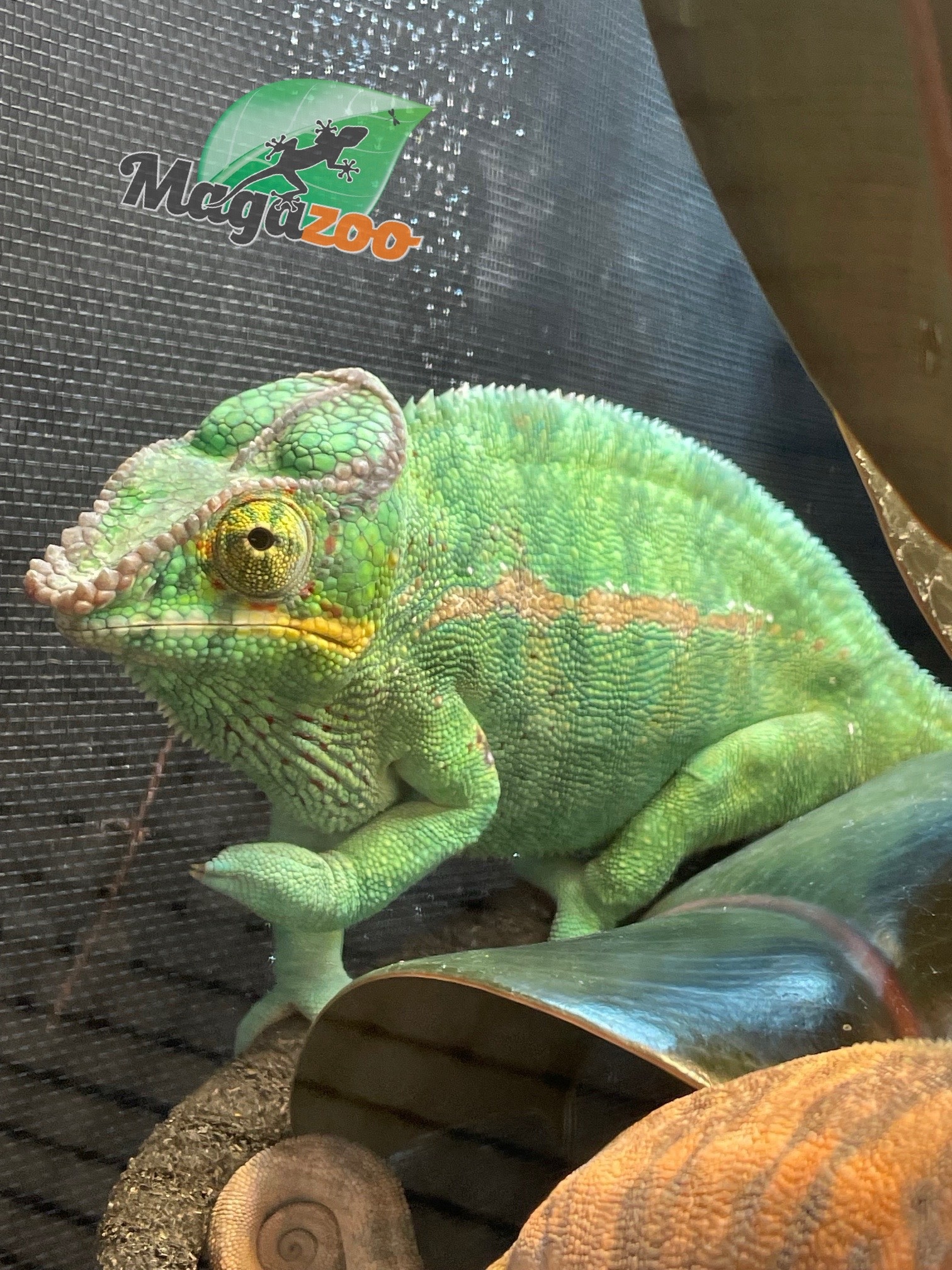 Magazoo Caméléon Panthère Nosy Be Mâle 2 ans / Adoption 2ième chance