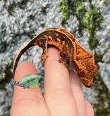 Magazoo Pinstripe Halloween Juvenile Male Crested Gecko