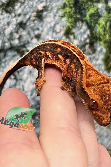 Magazoo Pinstripe Halloween Juvenile Male Crested Gecko