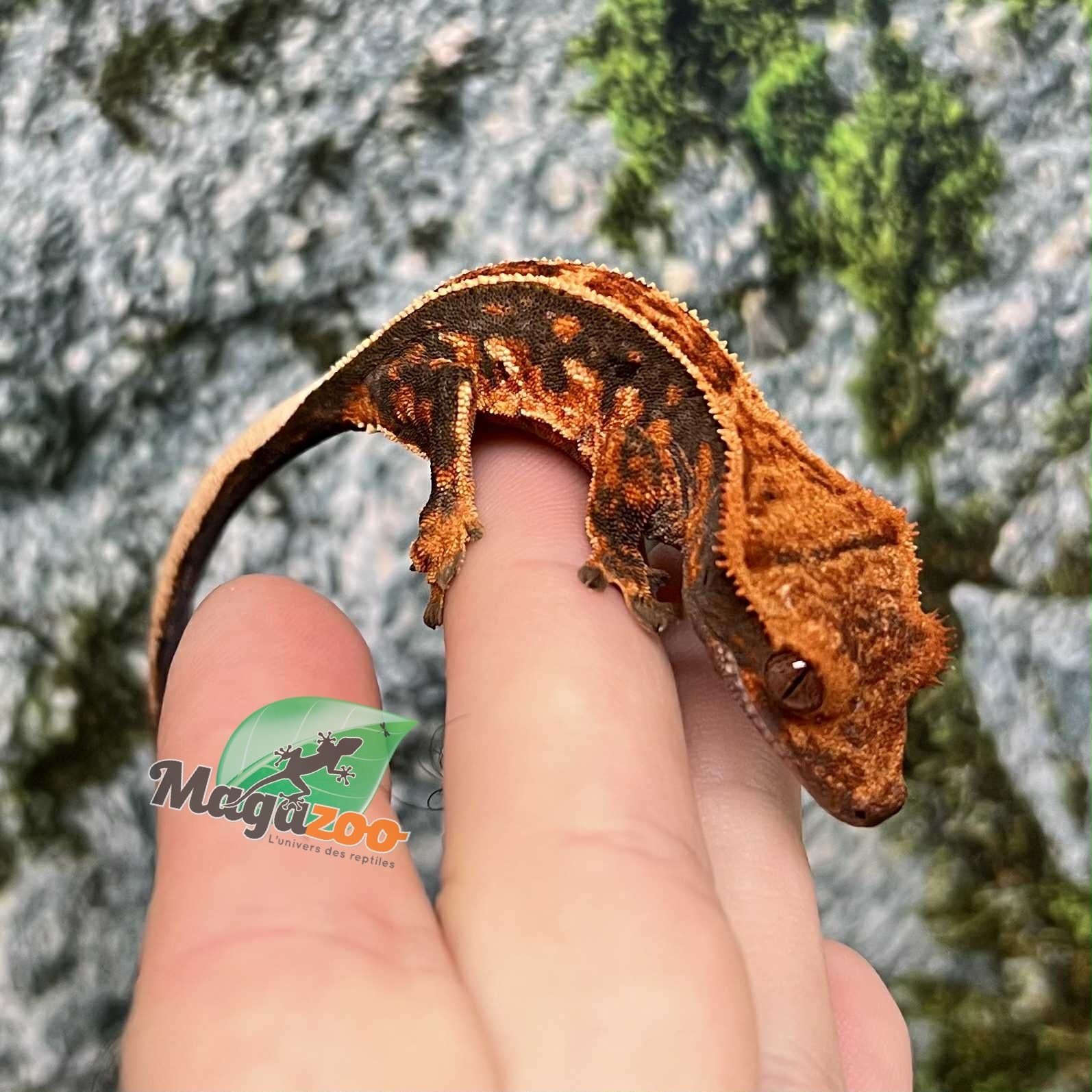 Magazoo Gecko à crête Pinstripe Halloween Mâle Juvénile