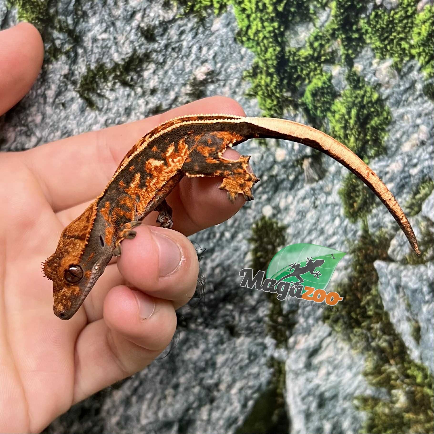 Magazoo Pinstripe Halloween Juvenile Male Crested Gecko