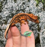 Magazoo Pinstripe Halloween Juvenile Male Crested Gecko