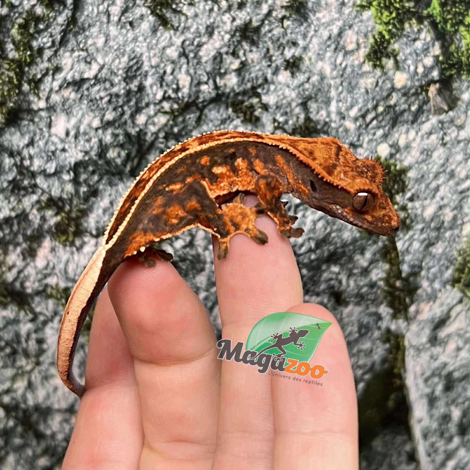 Magazoo Pinstripe Halloween Juvenile Male Crested Gecko