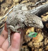 Magazoo Gecko Leachianus Élevé et né en captivité 2025  #2