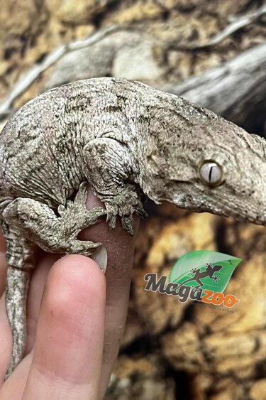 Magazoo Leachianus gecko Raised and Born in Captivity 2025 #2
