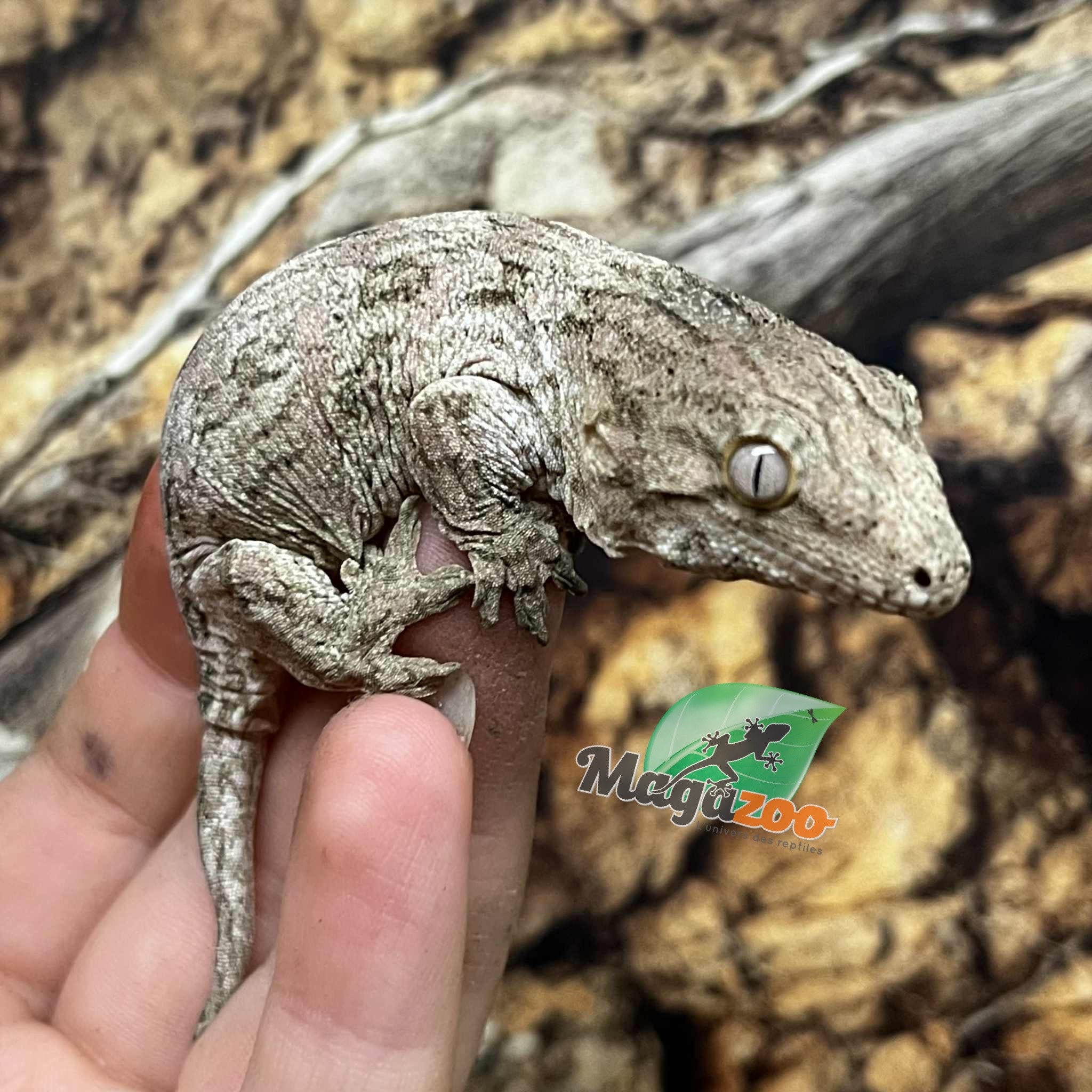 Magazoo Leachianus gecko Raised and Born in Captivity 2025 #2