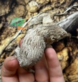 Magazoo Gecko Leachianus Élevé et né en captivité 2025  #2