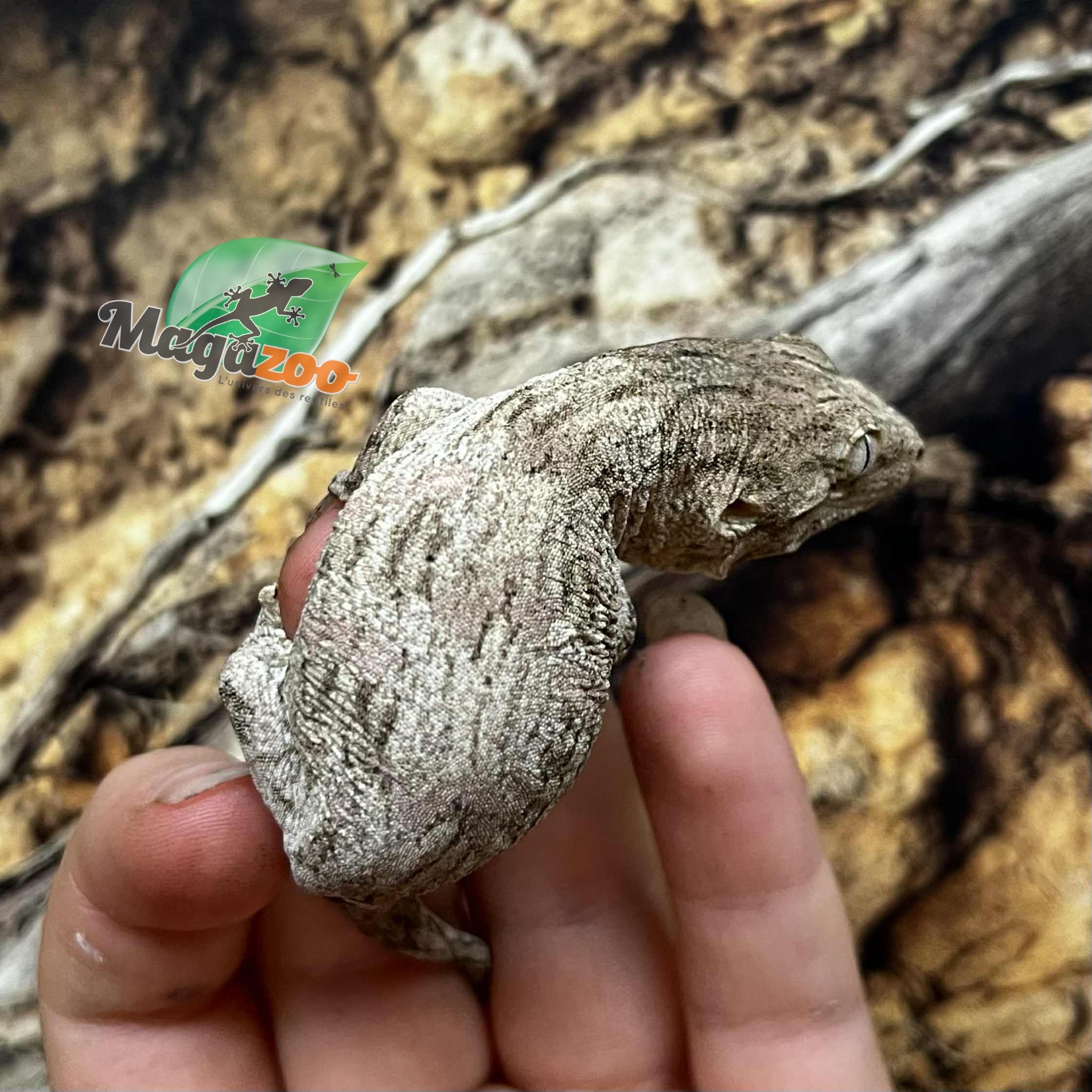 Magazoo Gecko Leachianus Élevé et né en captivité 2025  #2