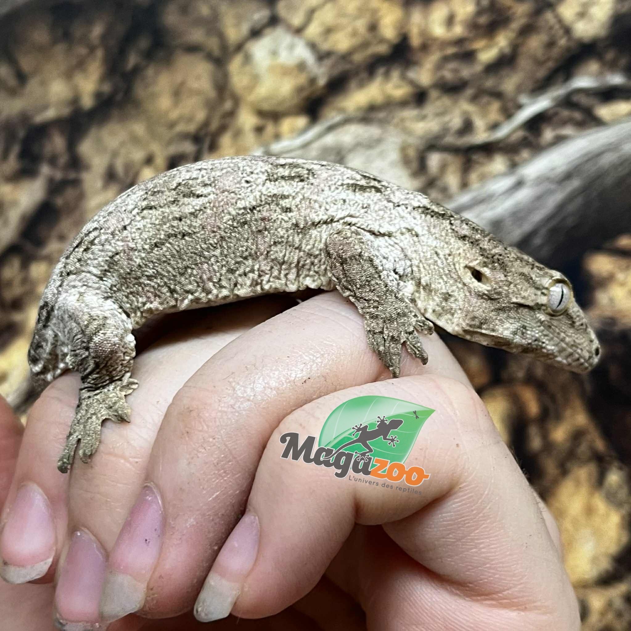 Magazoo Gecko Leachianus Élevé et né en captivité 2025  #2