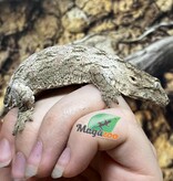 Magazoo Leachianus gecko Raised and Born in Captivity 2025 #2