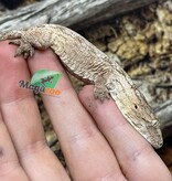 Magazoo Leachianus Gecko raised and born in captivity in 2025 #1