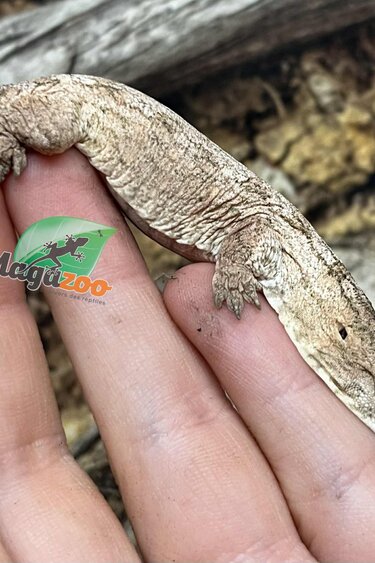 Magazoo Leachianus Gecko raised and born in captivity in 2025 #1