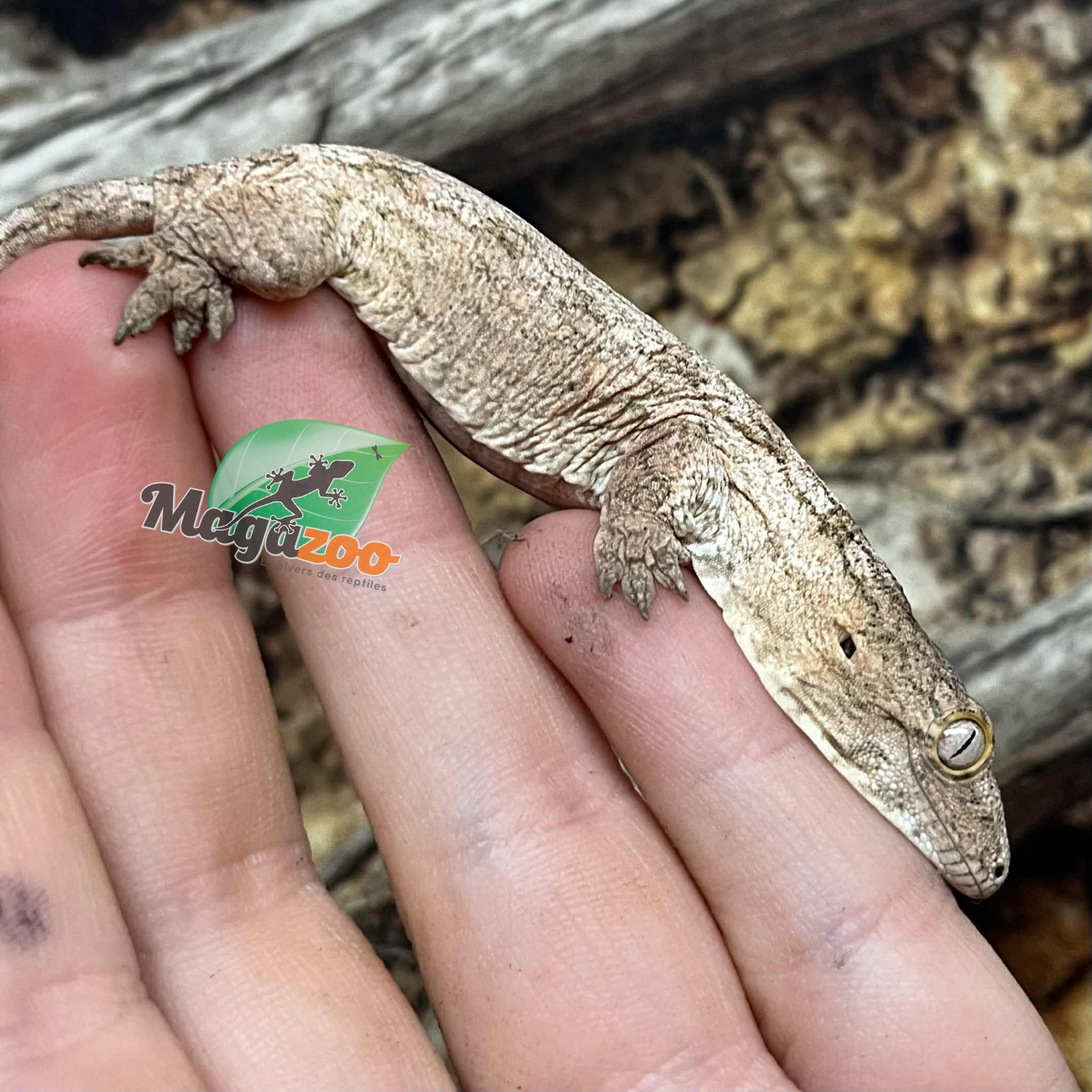 Magazoo Leachianus Gecko raised and born in captivity in 2025 #1