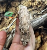 Magazoo Leachianus Gecko raised and born in captivity in 2025 #1