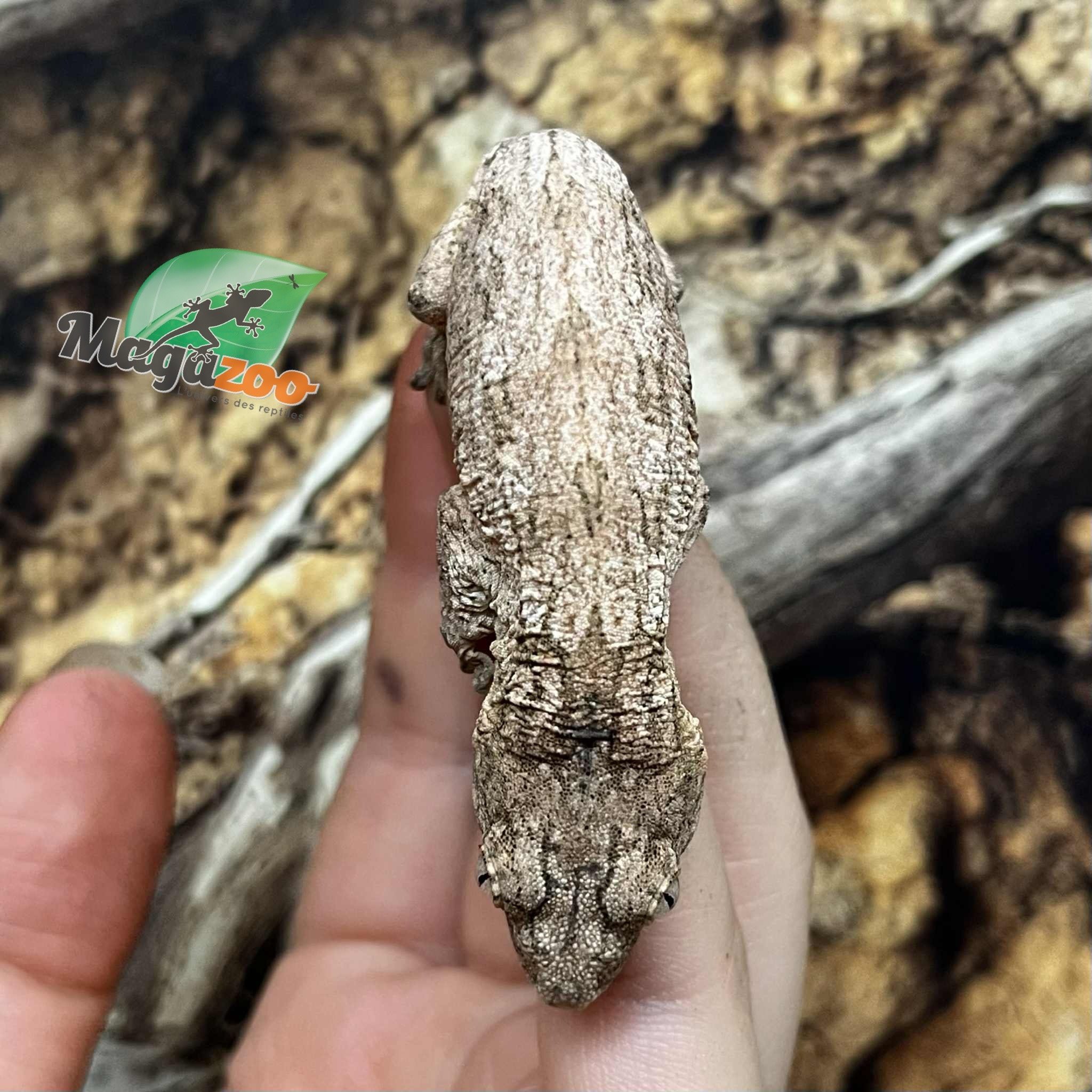 Magazoo Gecko Leachianus Élevé et né en captivité 2025  #1