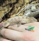 Magazoo Gecko Leachianus Élevé et né en captivité 2025  #1