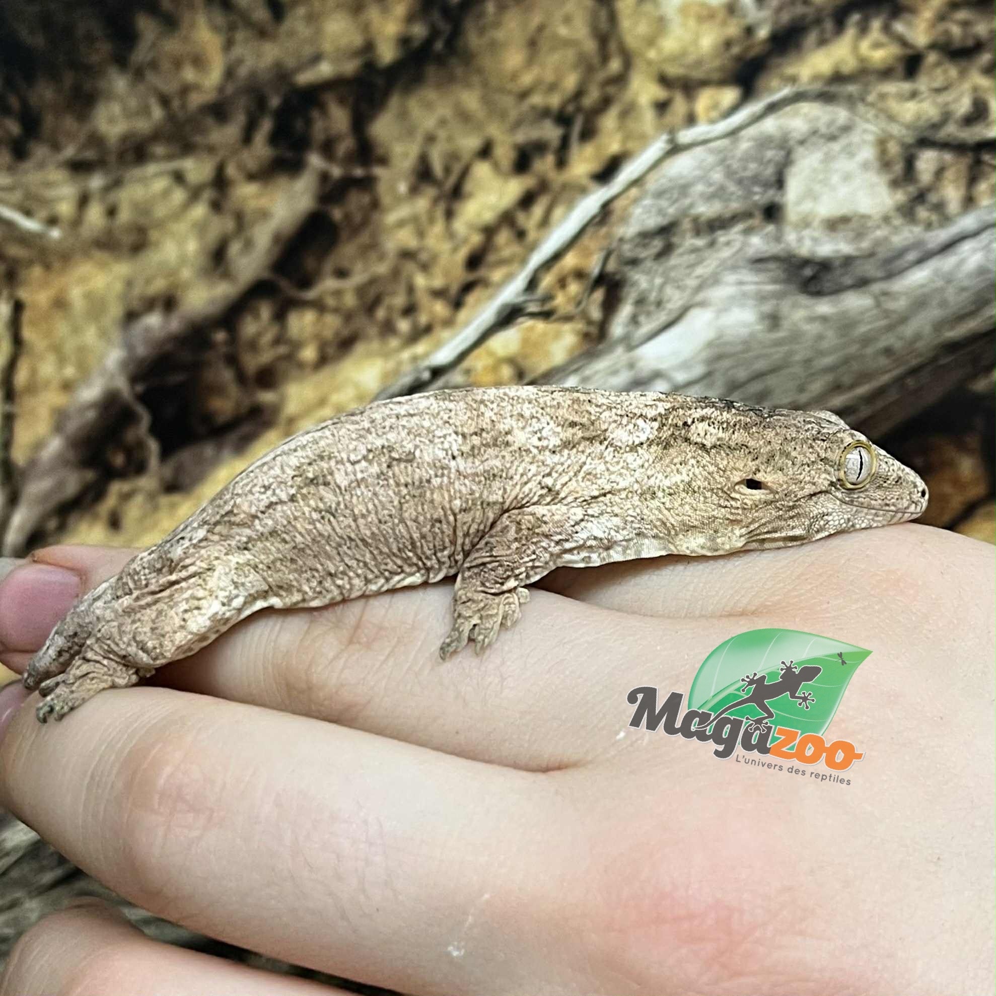 Magazoo Leachianus Gecko raised and born in captivity in 2025 #1
