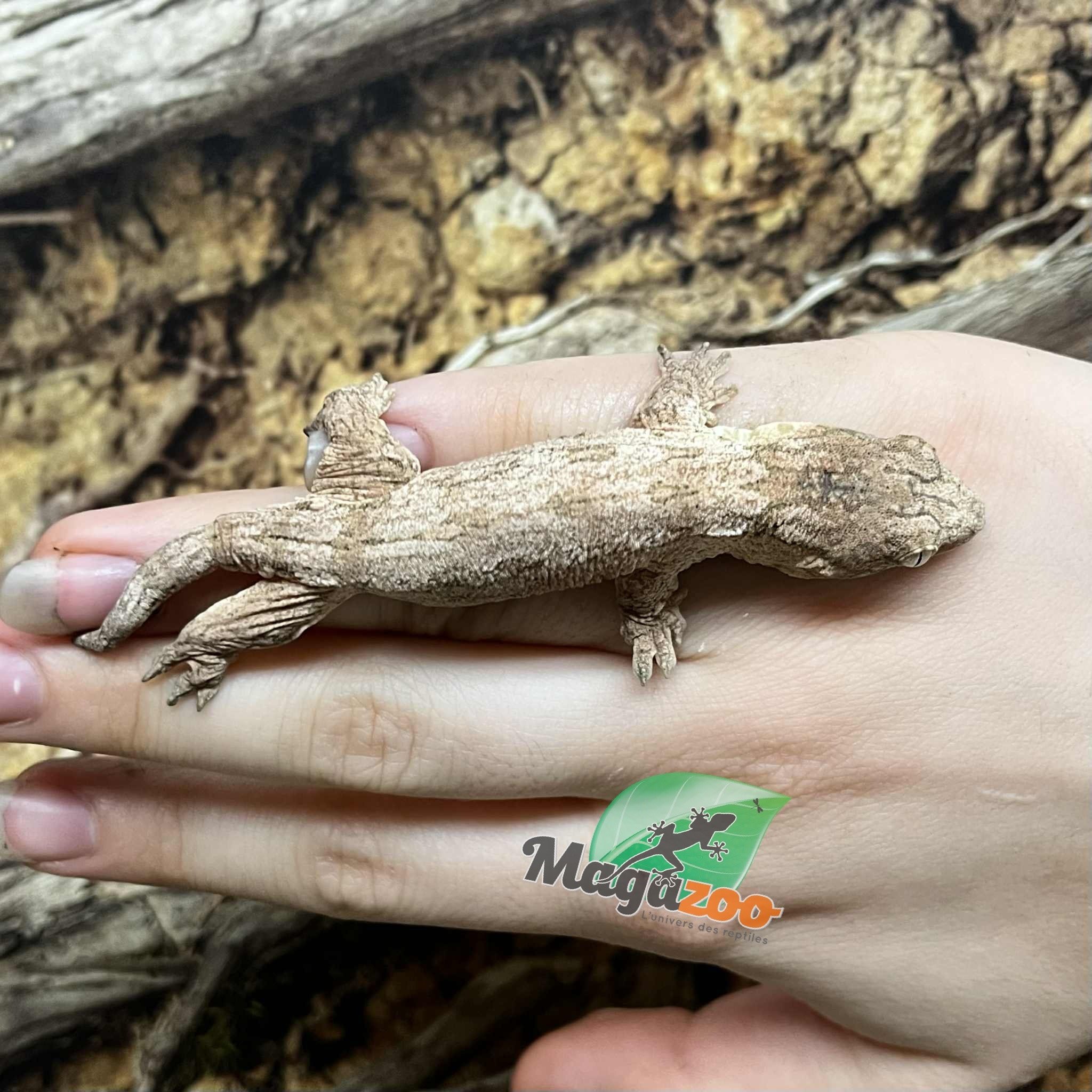 Magazoo Gecko Leachianus Élevé et né en captivité 2025  #1