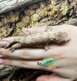 Magazoo Leachianus Gecko raised and born in captivity in 2025 #1
