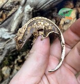 Magazoo Gecko à crête Pinstripe Harlequin Mâle juvénile #5