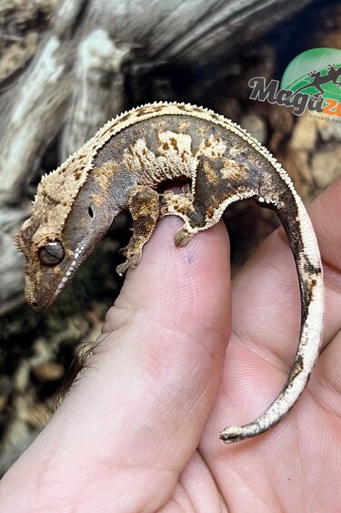 Magazoo Gecko à crête Pinstripe Harlequin Mâle juvénile #5