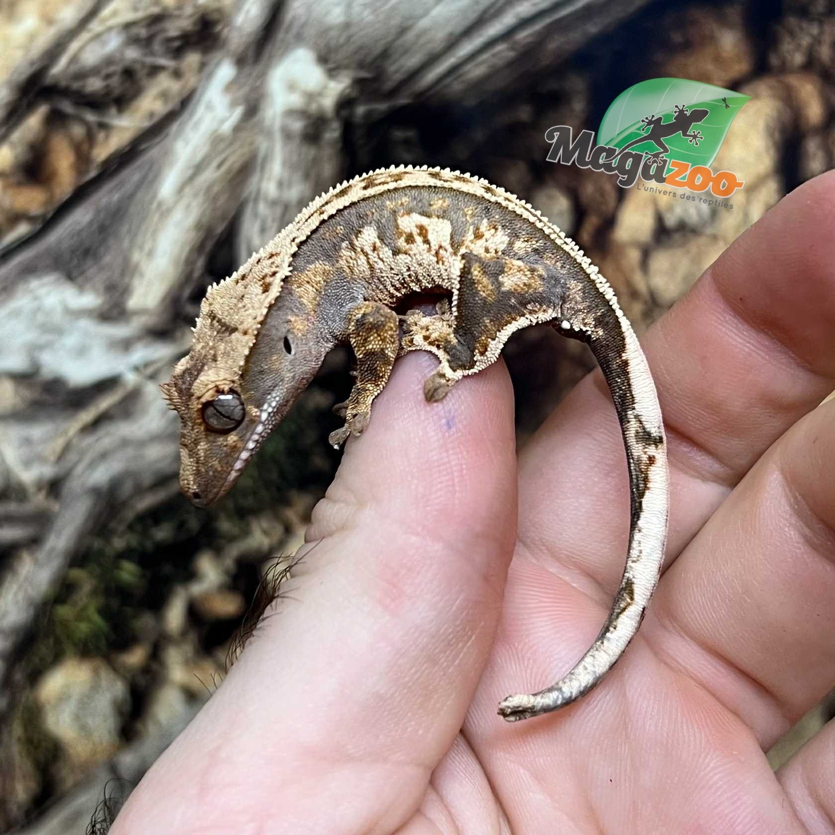 Magazoo Gecko à crête Pinstripe Harlequin Mâle juvénile #5