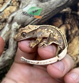 Magazoo Harlequin Pinstripe Juvenile Male Crested Gecko #5