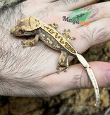 Magazoo Gecko à crête Pinstripe Harlequin Mâle juvénile #5