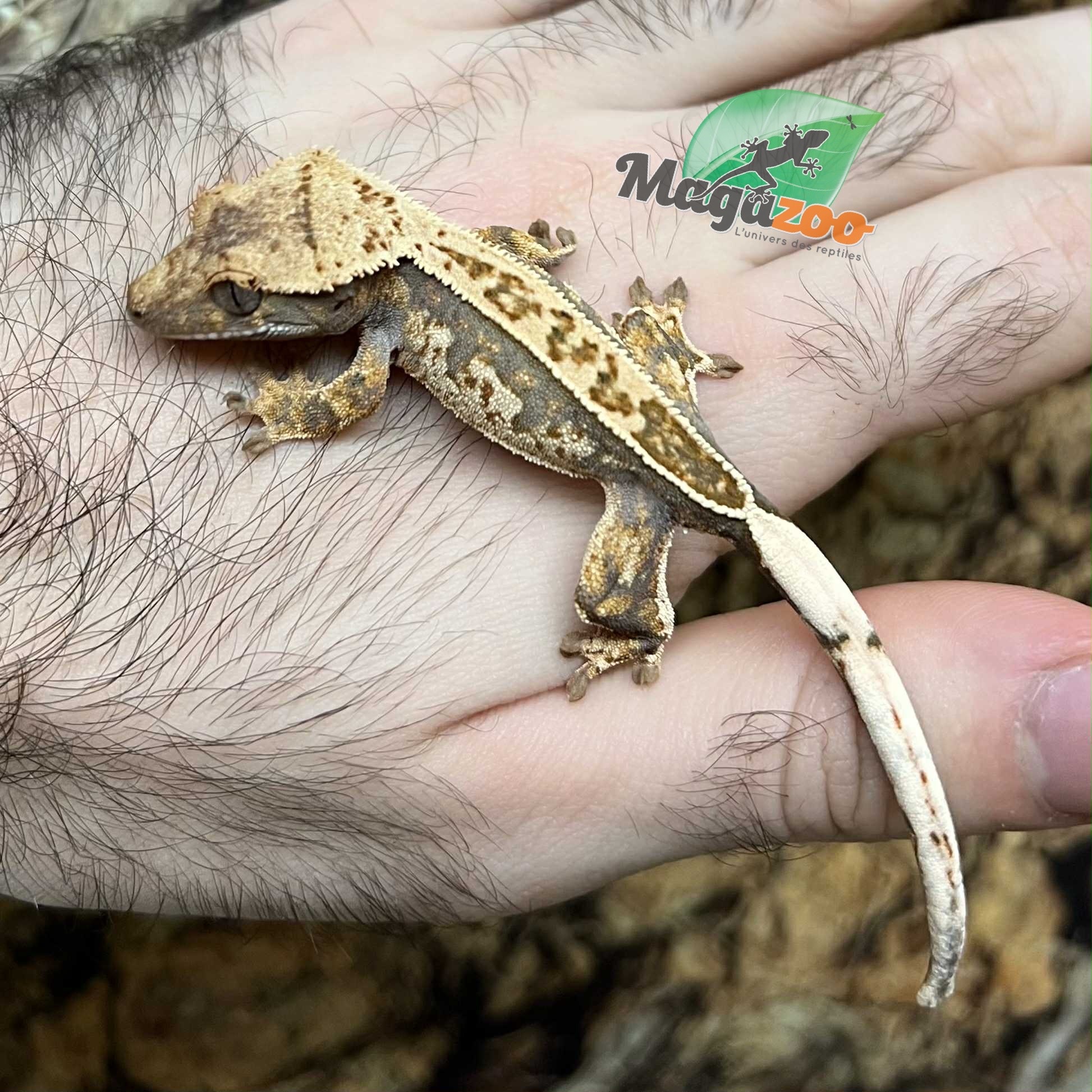 Magazoo Harlequin Pinstripe Juvenile Male Crested Gecko #5