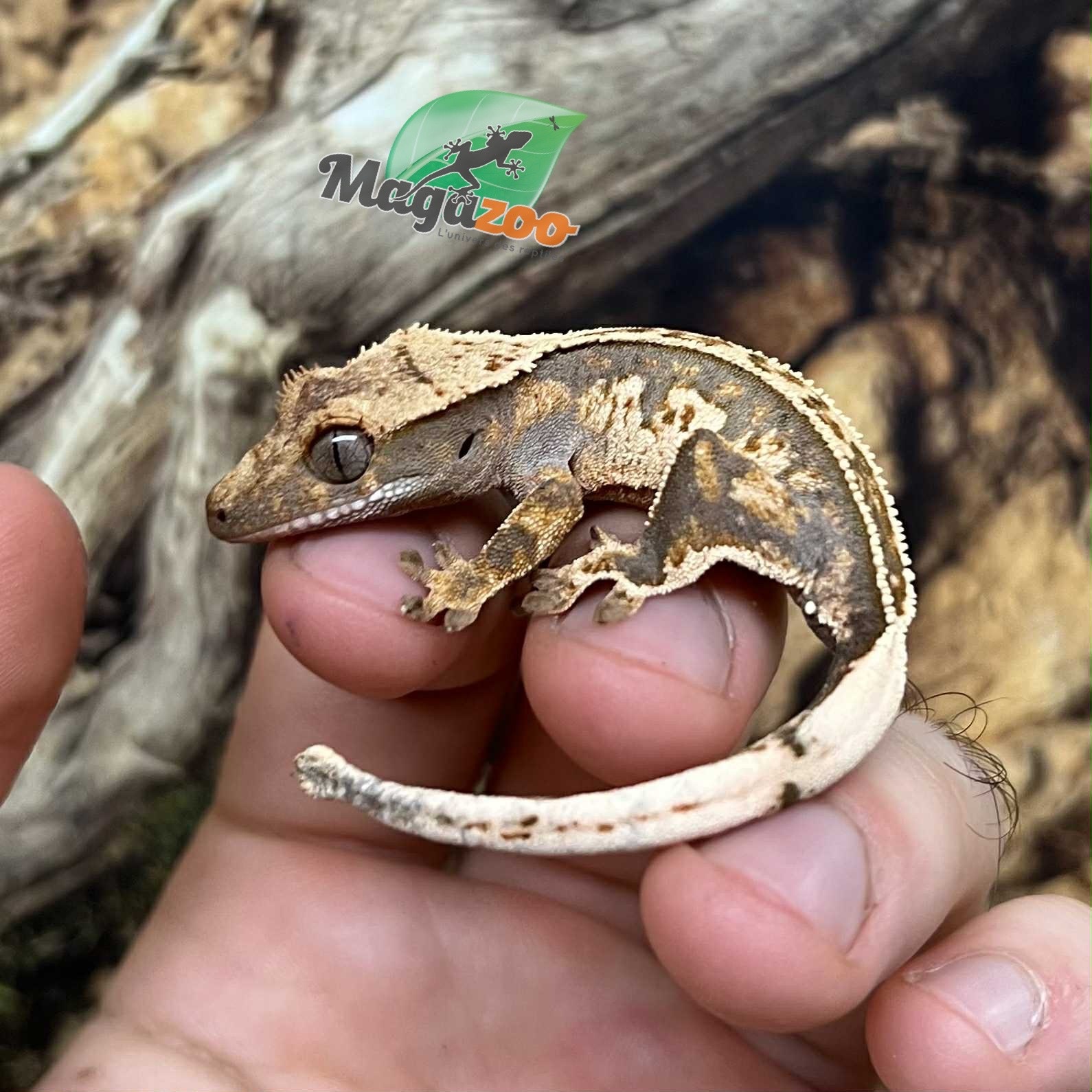 Magazoo Gecko à crête Pinstripe Harlequin Mâle juvénile #5