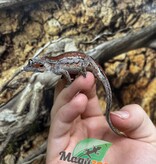 Magazoo Female Gargoyle gecko #3