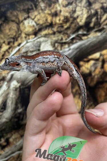 Magazoo Female Gargoyle gecko #3