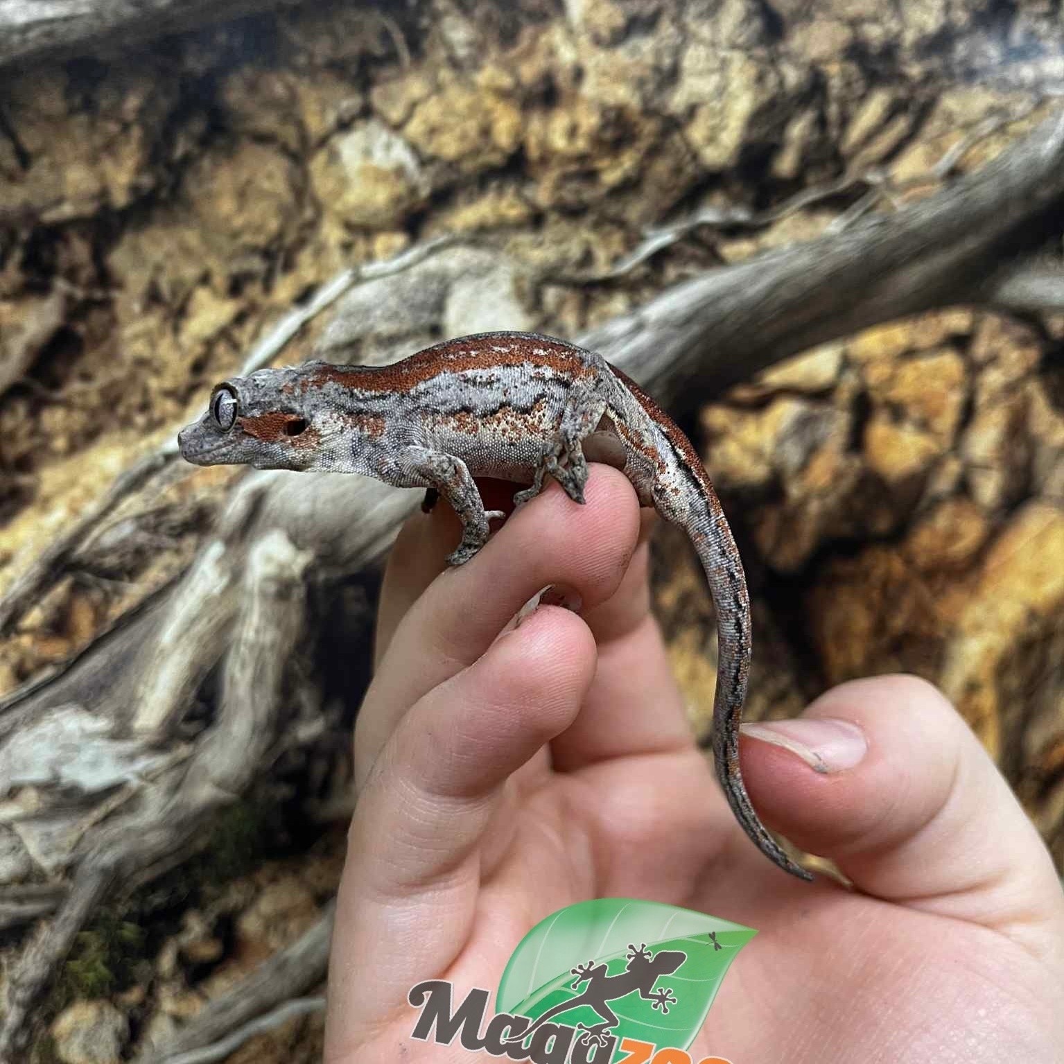 Magazoo Female Gargoyle gecko #3