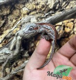 Magazoo Gecko gargouille Femelle #3 red stripe