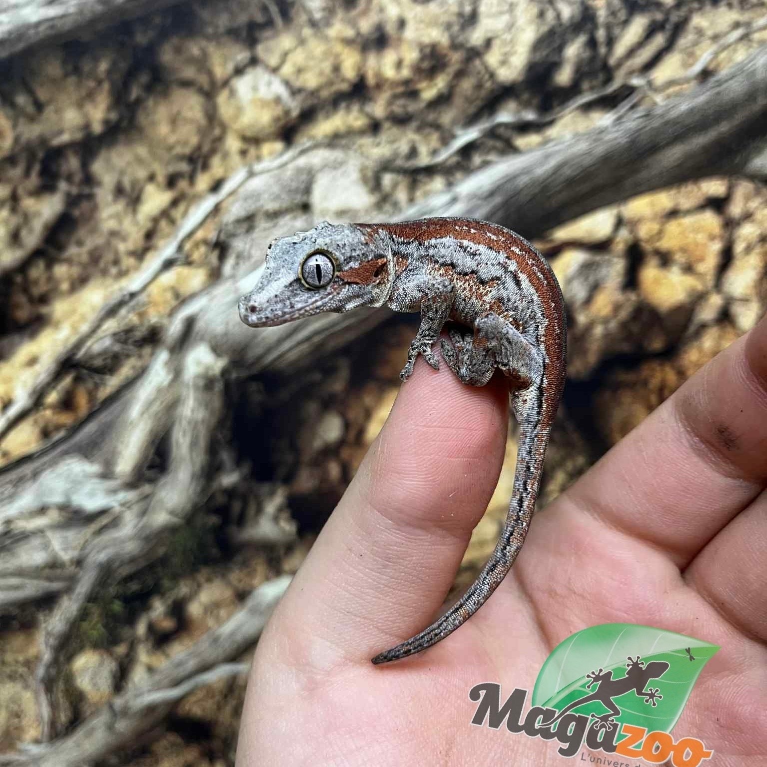 Magazoo Gecko gargouille Femelle #3 red stripe