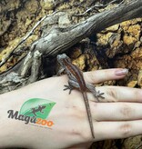 Magazoo Female Gargoyle gecko #3