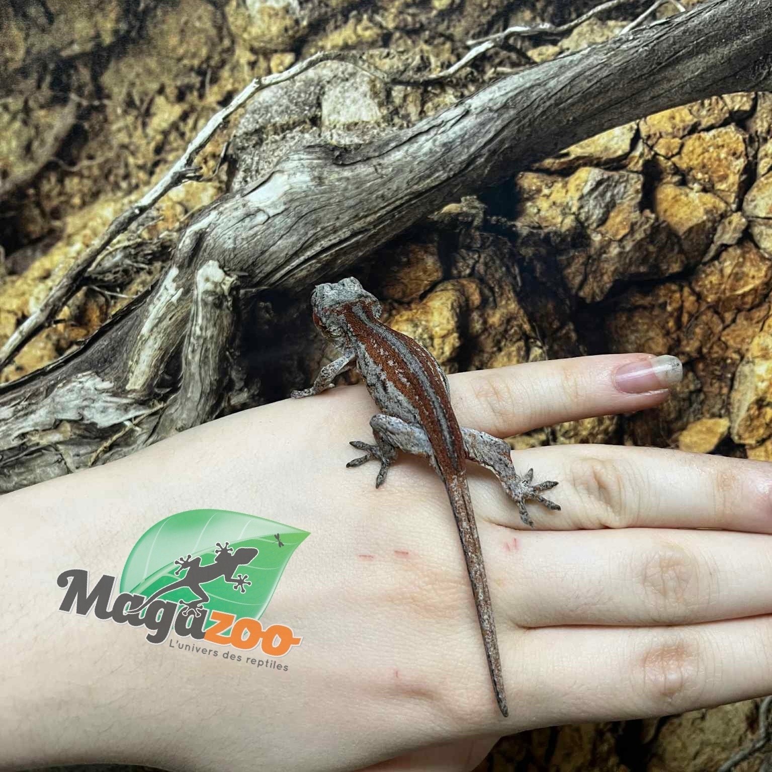 Magazoo Female Gargoyle gecko #3