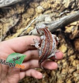 Magazoo Gecko gargouille  Femelle  #2 Red Stripe