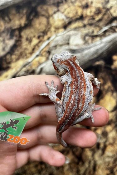 Magazoo Female Gargoyle gecko #2