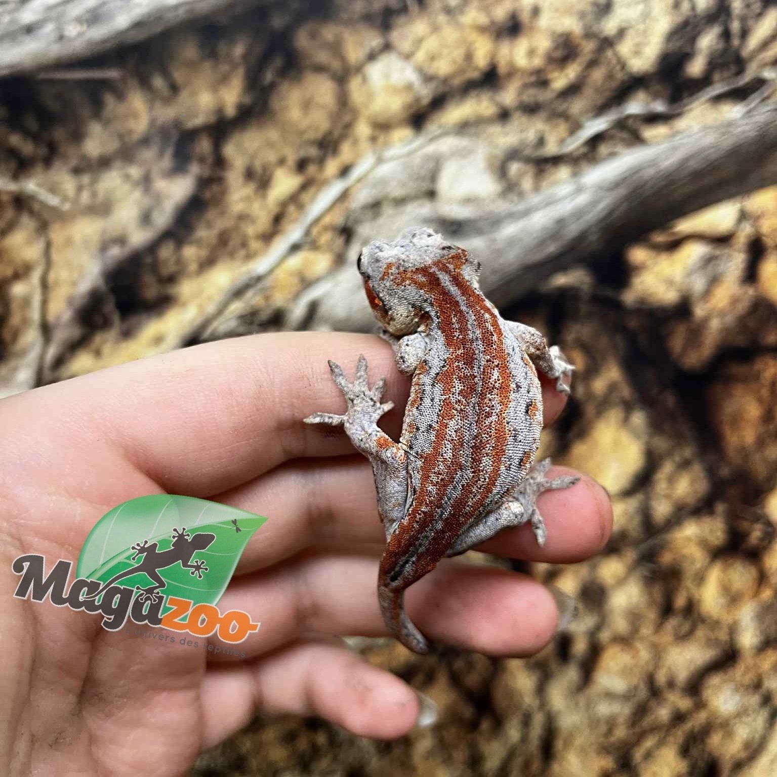 Magazoo Female Gargoyle gecko #2