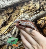 Magazoo Gecko gargouille  Femelle  #2 Red Stripe