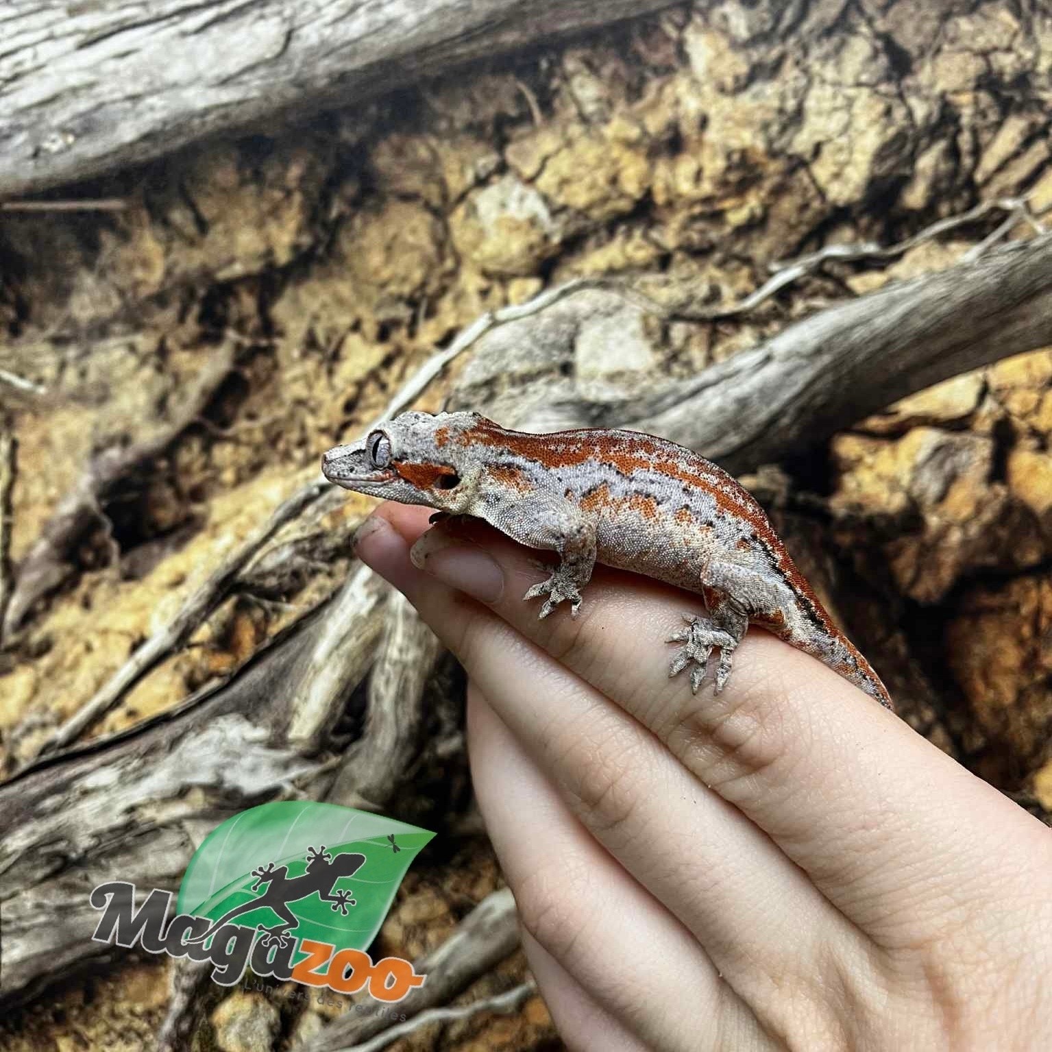 Magazoo Female Gargoyle gecko #2