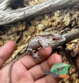 Magazoo Gecko gargouille  Femelle  #2 Red Stripe
