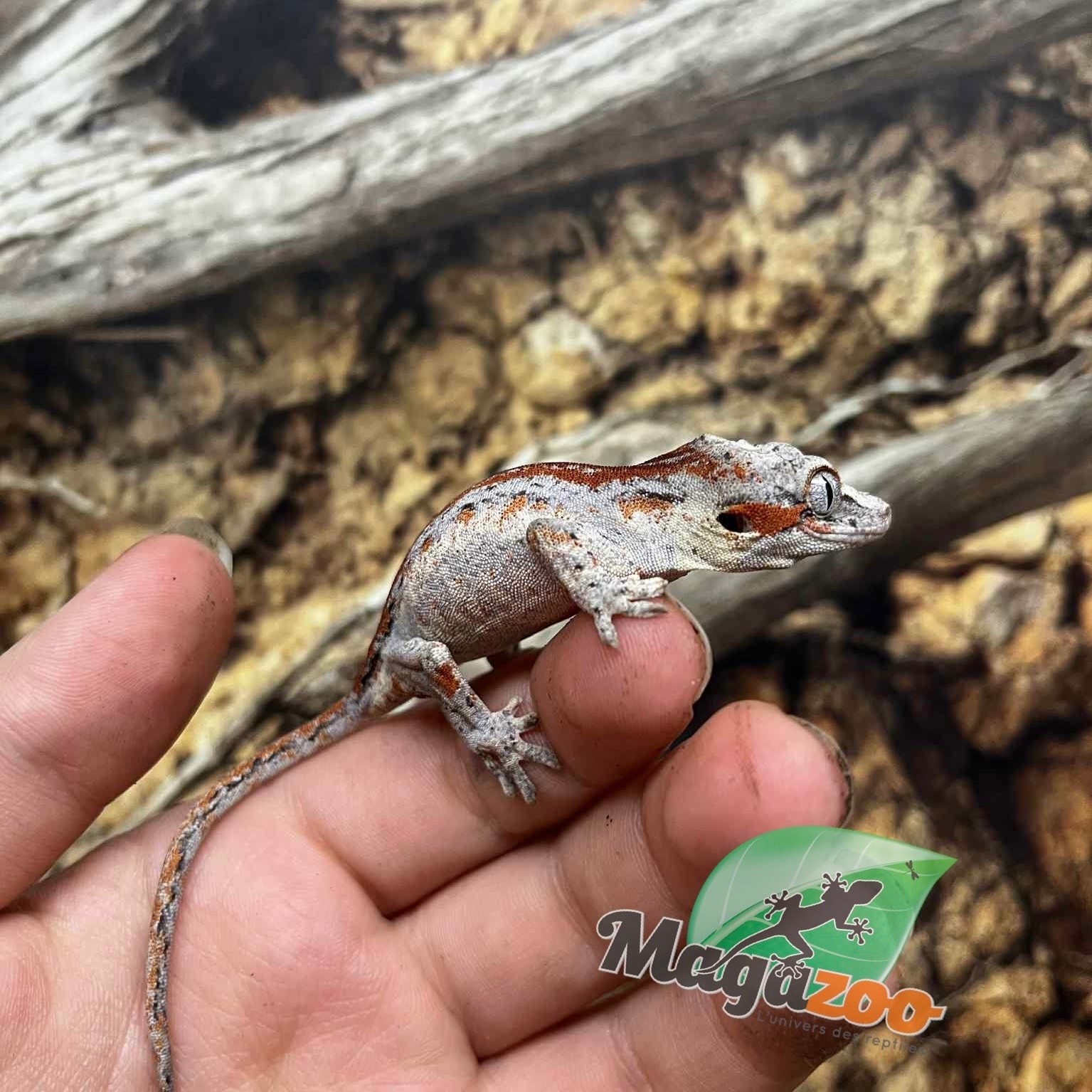 Magazoo Female Gargoyle gecko #2