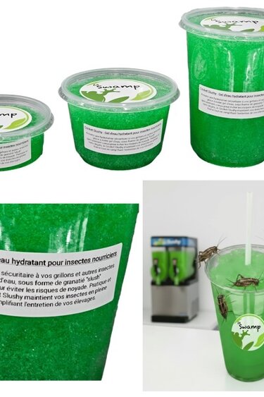 La Swamp Eau à grillons (Cricket Slushy)