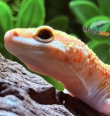 Magazoo B.A.E Amber eye Female Leopard Gecko 02/19/25