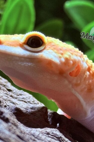 Magazoo B.A.E Amber eye Female Leopard Gecko 02/19/25