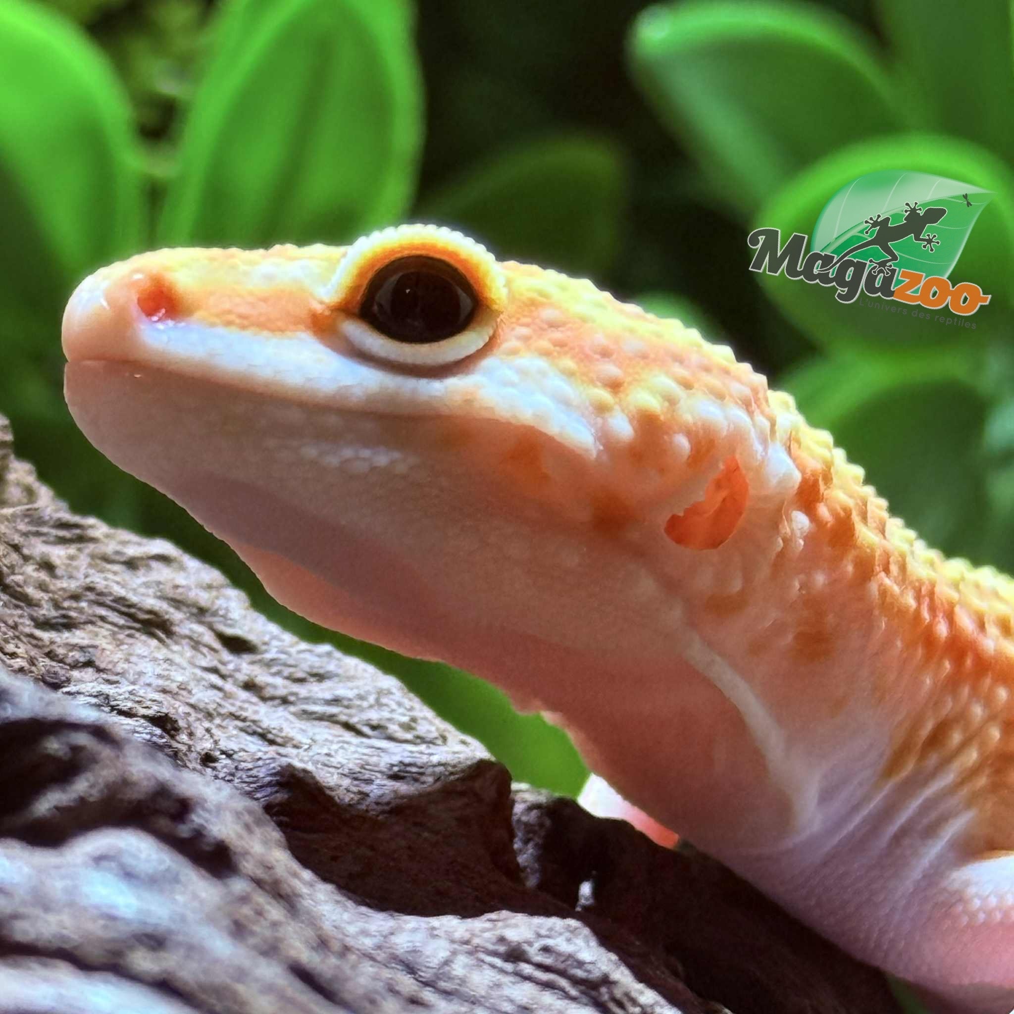 Magazoo Gecko léopard B.A.E Amber eye Femelle 19/02/25